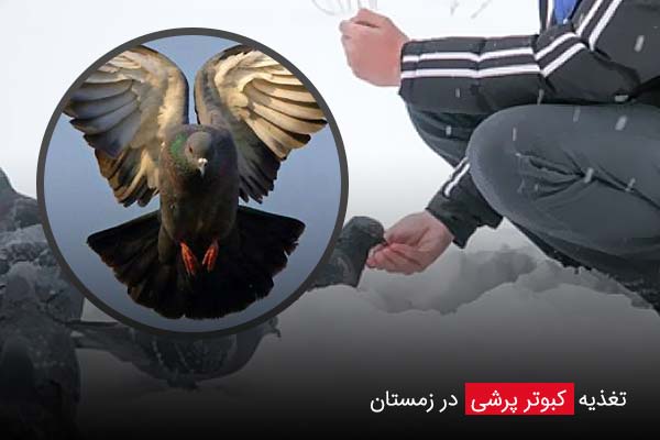 تغذیه کبوتر پرشی در زمستان - چیکن دیوایس