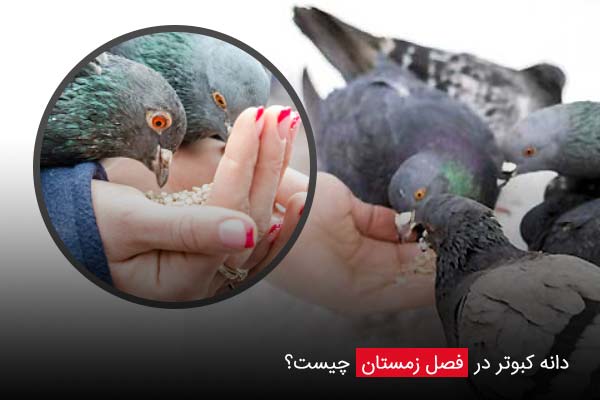 دانه کبوتر در فصل زمستان چیست؟ - چیکن دیوایس