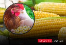 6 خواص ذرت برای طیور - چیکن دیوایس