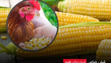 6 خواص ذرت برای طیور - چیکن دیوایس
