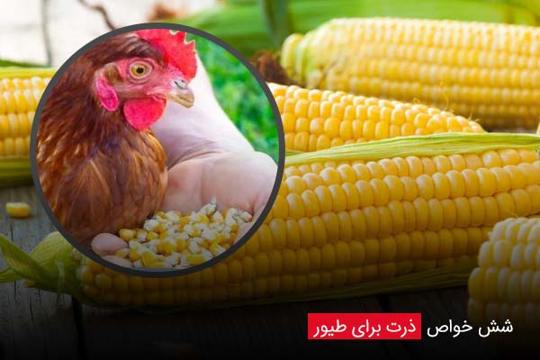 6 خواص ذرت برای طیور - چیکن دیوایس