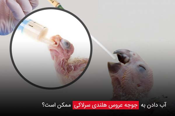 آب دادن به جوجه عروس هلندی سرلاکی ممکن است؟ - چیکن دیوایس