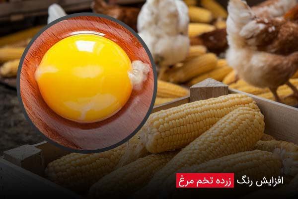 افزایش رنگ زرده تخم‌ مرغ - چیکن دیوایس