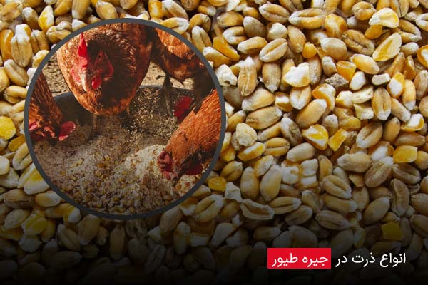 انواع ذرت در جیره طیور - چیکن دیوایس