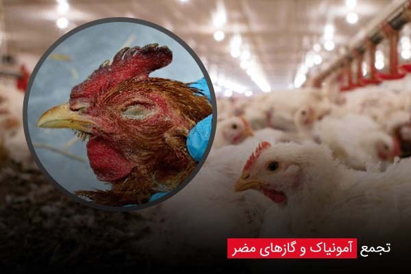 تجمع آمونیاک و گازهای مضر - چیکن دیوایس