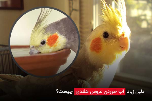 دلیل زیاد آب خوردن عروس هلندی چیست؟ - چیکن دیوایس