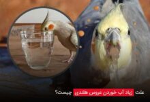 علت زیاد آب خوردن عروس هلندی چیست؟ - ای آی جی شاپ
