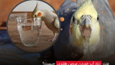 علت زیاد آب خوردن عروس هلندی چیست؟ - ای آی جی شاپ