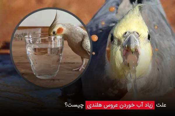 علت زیاد آب خوردن عروس هلندی چیست؟ - ای آی جی شاپ