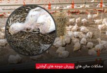 مشکلات سالن های پرورش جوجه های گوشتی - چیکن دیوایس