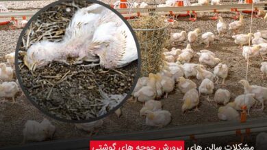 مشکلات سالن های پرورش جوجه های گوشتی - چیکن دیوایس