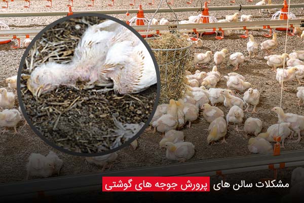 مشکلات سالن های پرورش جوجه های گوشتی - چیکن دیوایس