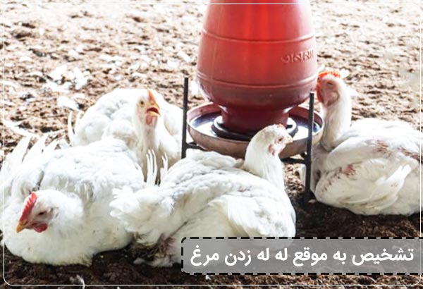 تشخیص له له زدن مرغ