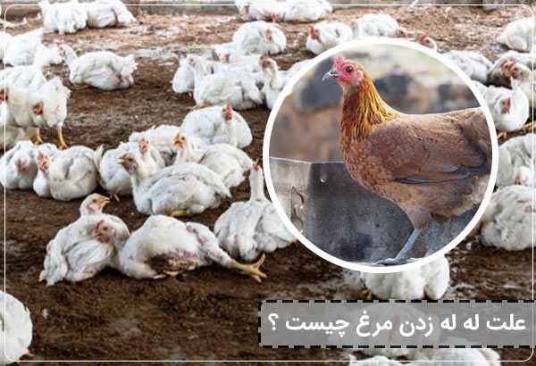 علت له له زدن مرغ