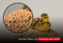 سایز صحیح پلت برای جوجه ها