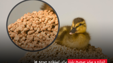 سایز صحیح پلت برای جوجه ها