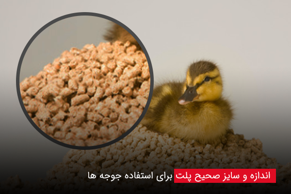 سایز صحیح پلت برای جوجه ها