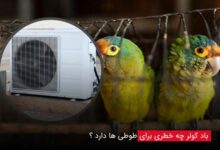 باد کولر چه خطری برای طوطی ها دارد؟