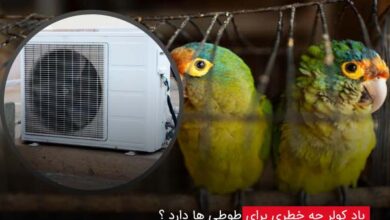 باد کولر چه خطری برای طوطی ها دارد؟