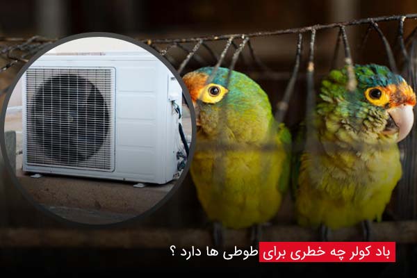 باد کولر چه خطری برای طوطی ها دارد؟