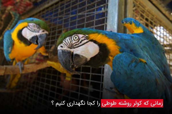 طوطی را کجا نگهداری کنیم