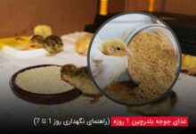غذای جوجه بلدرچین یک روزه