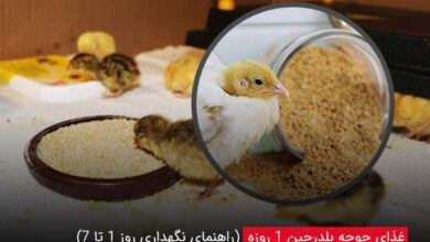غذای جوجه بلدرچین یک روزه