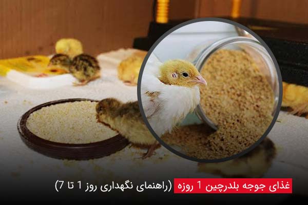 غذای جوجه بلدرچین یک روزه