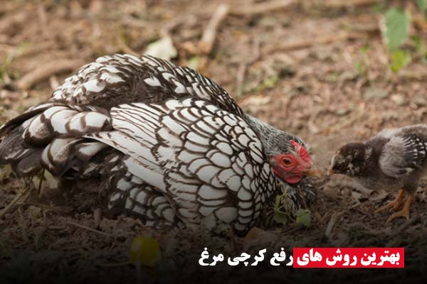 روش رفع کرچی مرغ