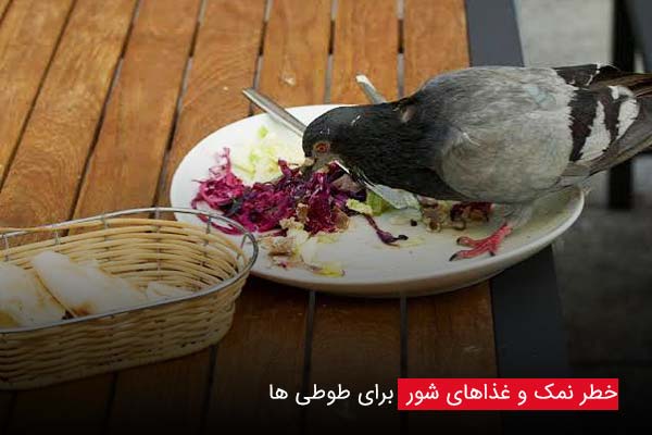 خطر نمک و غذاهای شور برای طوطی