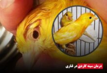 درمان سینه کاردی در قناری- ای آی جی