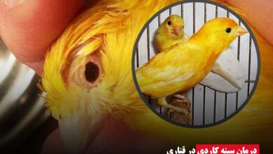 درمان سینه کاردی در قناری- ای آی جی