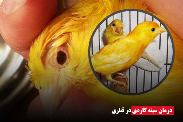 درمان سینه کاردی در قناری- ای آی جی