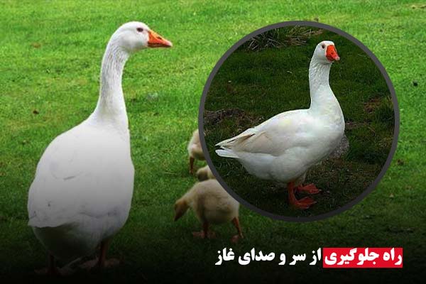 راه جلوگیری از سر صدای غاز