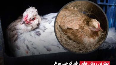 رفع کرچی مرغ