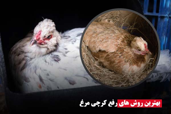 رفع کرچی مرغ