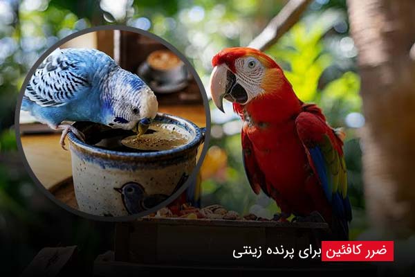 ضرر کافئین برای پرنده زینتی