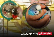 علائم حمله قلبی و سکته طوطی برزیلی