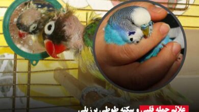 علائم حمله قلبی و سکته طوطی برزیلی