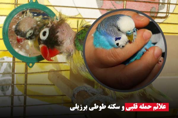 علائم حمله قلبی و سکته طوطی برزیلی