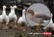 چرا غاز ها سر و صدا می کنند؟