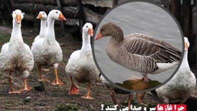 چرا غاز ها سر و صدا می کنند؟