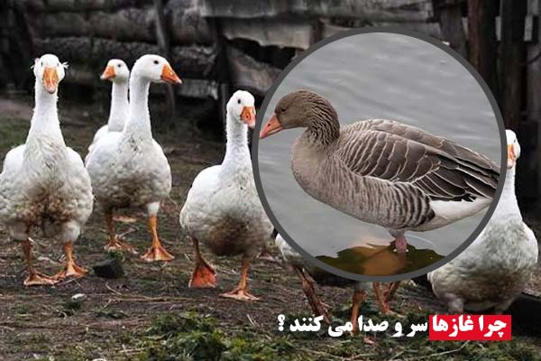 چرا غاز ها سر و صدا می کنند؟