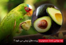 مسمومیت پرنده زینتی