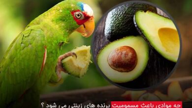 مسمومیت پرنده زینتی