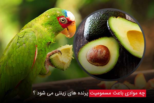 مسمومیت پرنده زینتی