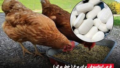 قرص استامینوفن برای مرغ - دیوایس