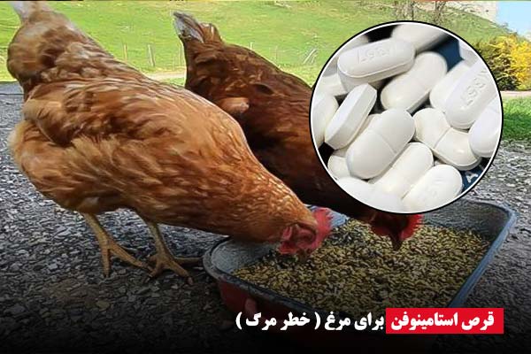 قرص استامینوفن برای مرغ - دیوایس