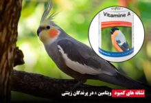 نشانه های کمبود ویتامین A - ای آی جی