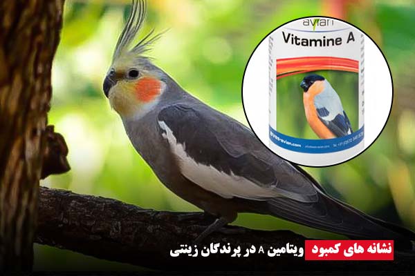 نشانه های کمبود ویتامین A - ای آی جی